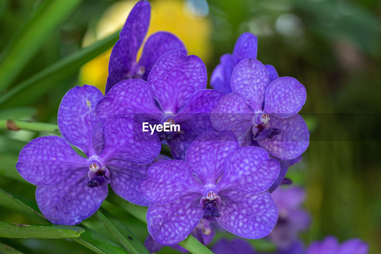 CLOSE-UP OF PURPLE HYDRANGEAS