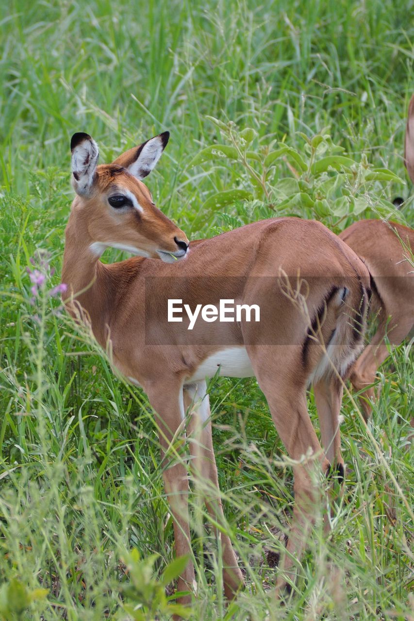 Deer standing on grassy field at national park