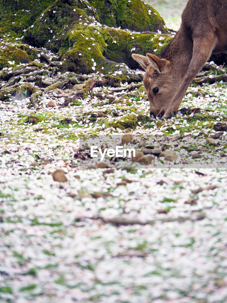Side view of deer grazing by fallen cherry blossom flowers