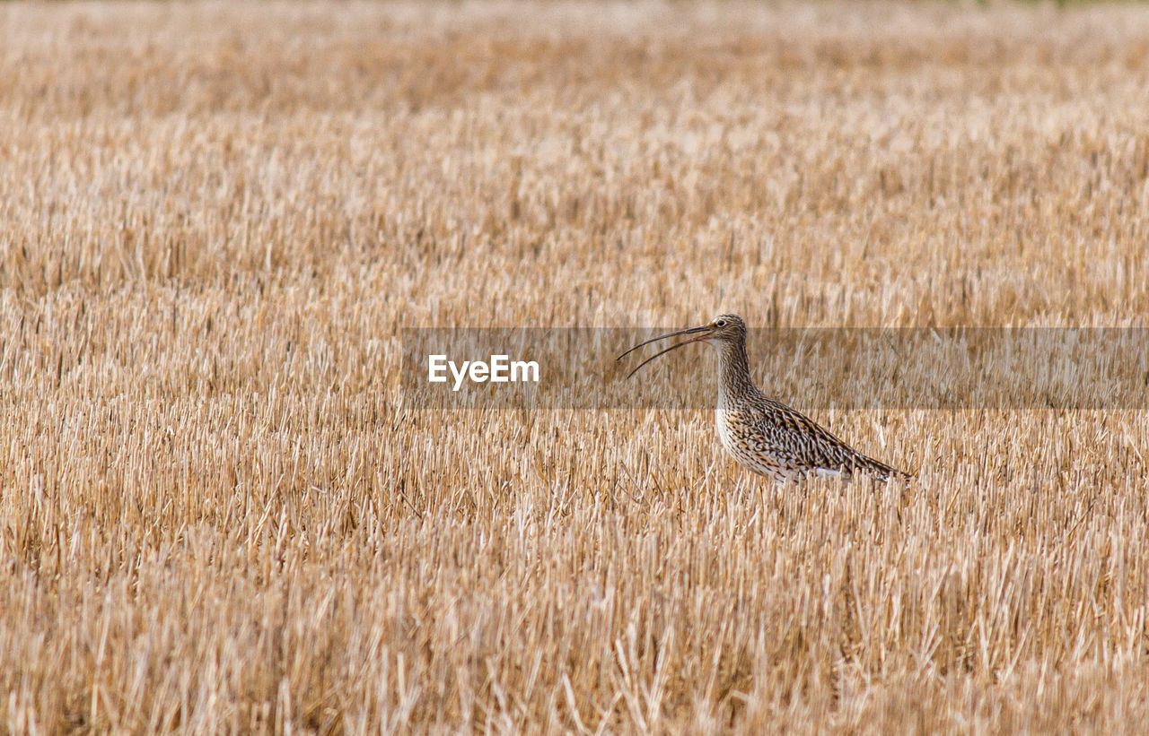 View of bird on field