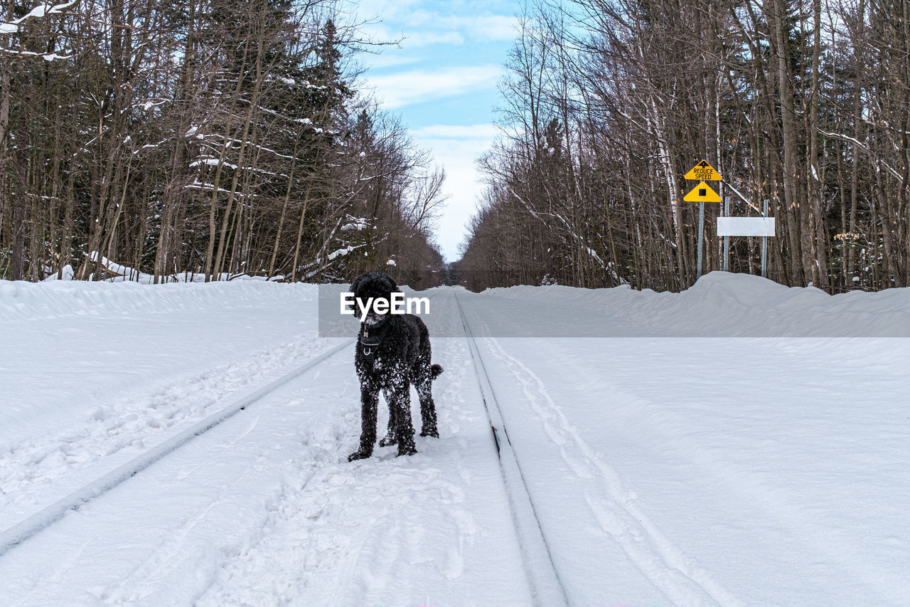 REAR VIEW OF MAN ON SNOW COVERED FIELD