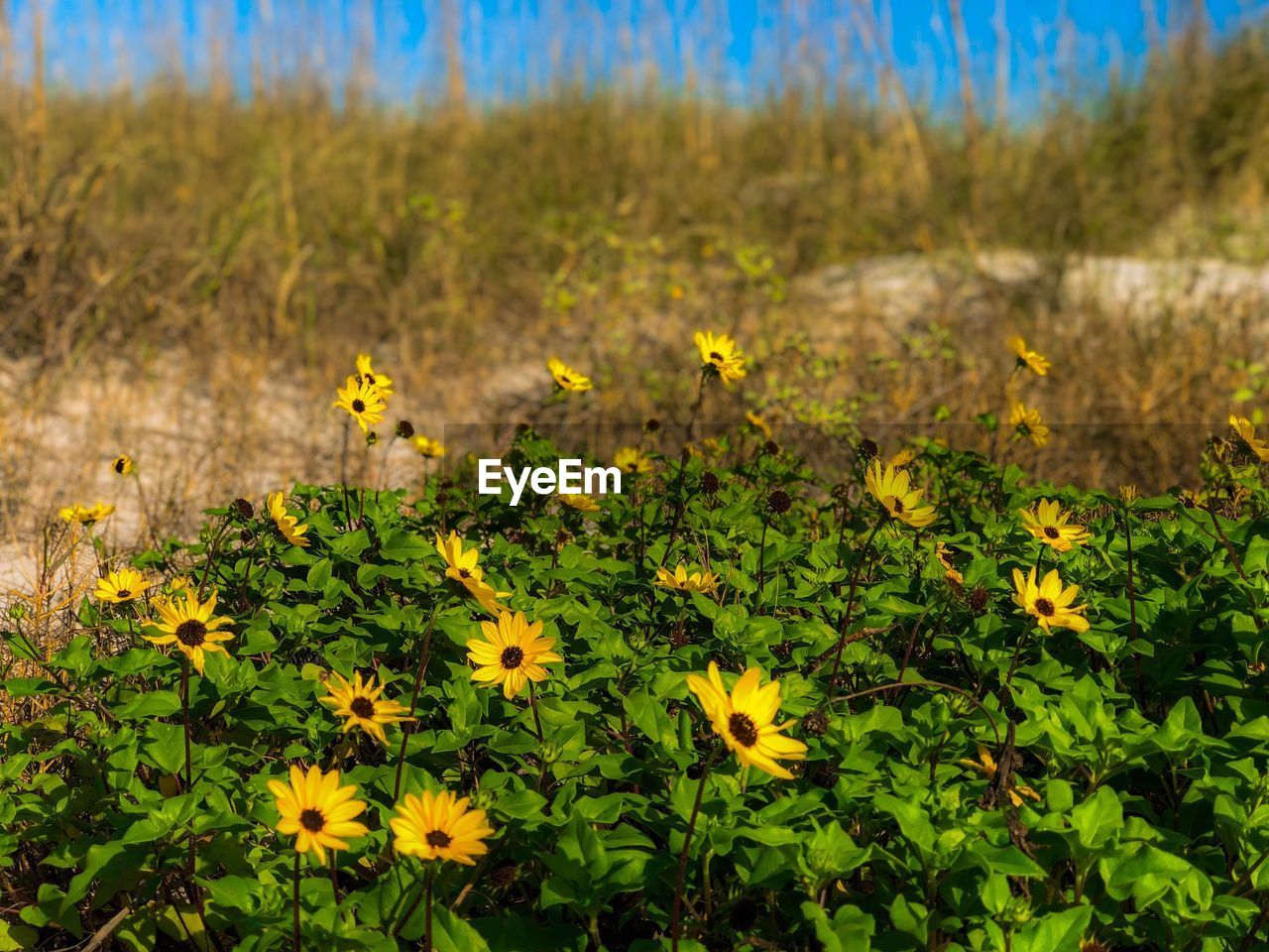 YELLOW FLOWERING PLANTS ON LAND