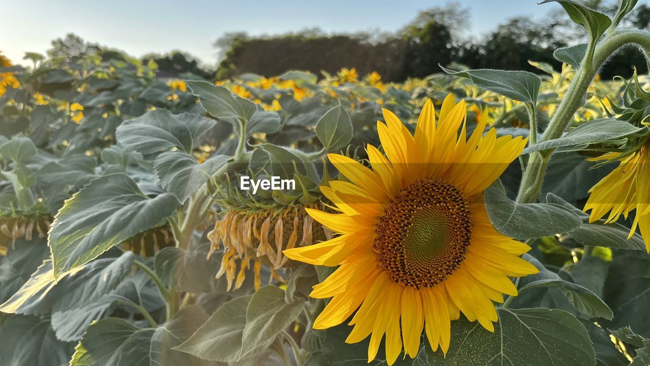 plant, sunflower, flower, flowering plant, yellow, growth, freshness, beauty in nature, nature, flower head, landscape, field, agriculture, rural scene, sky, land, inflorescence, petal, crop, sunflower seed, plant part, farm, leaf, fragility, close-up, no people, environment, summer, outdoors, food, botany, food and drink, day, cloud, asterales, springtime, sunlight, abundance, pollen, scenics - nature, focus on foreground, blossom, clear sky