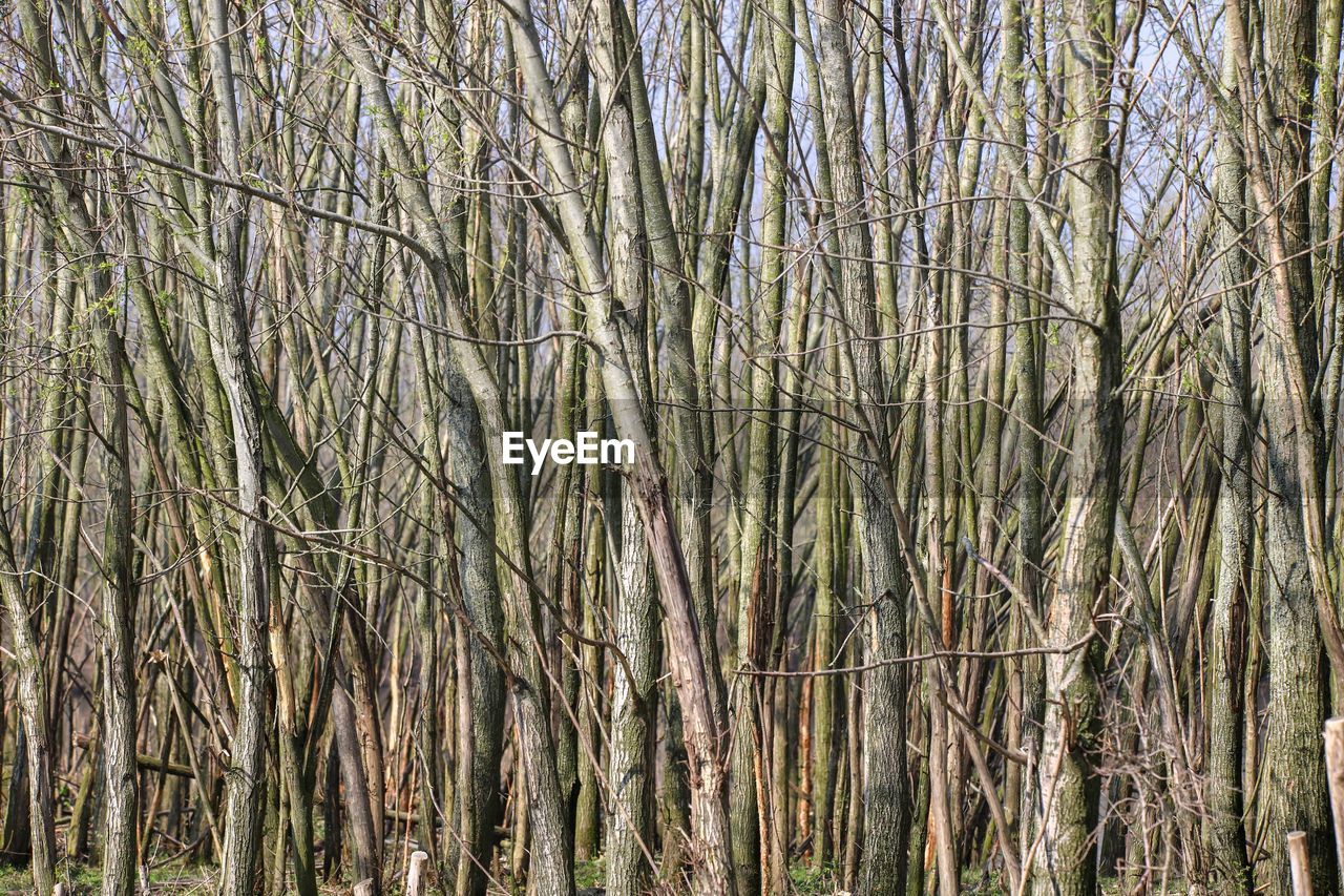 FULL FRAME SHOT OF BAMBOO TREES