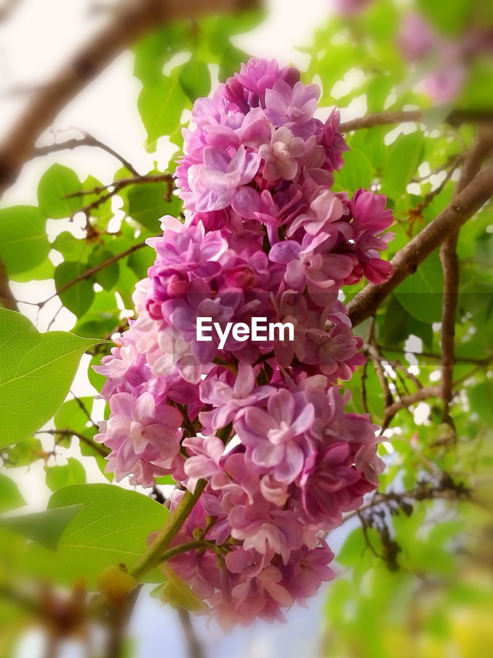 CLOSE-UP OF PINK FLOWERS ON BRANCH