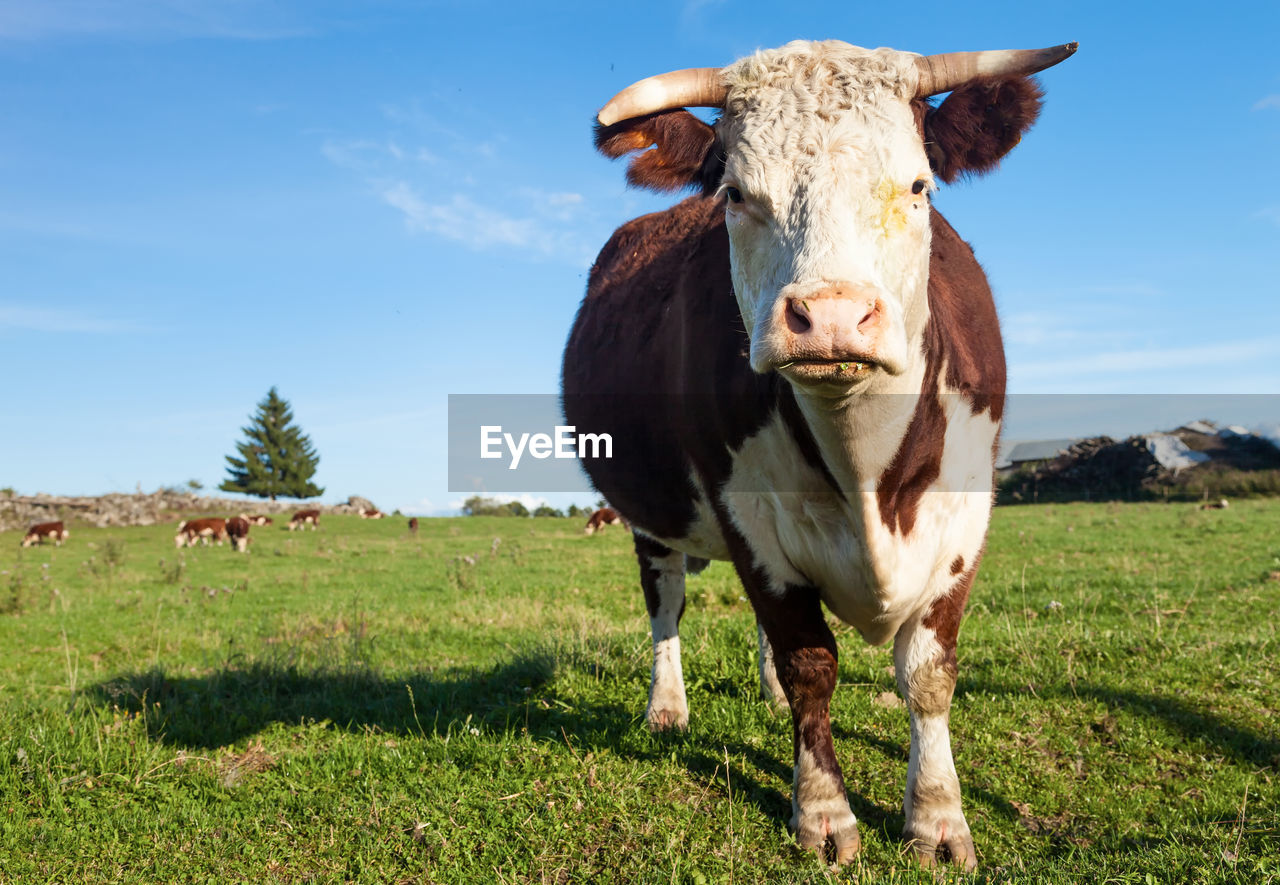 Cow standing on field against sky