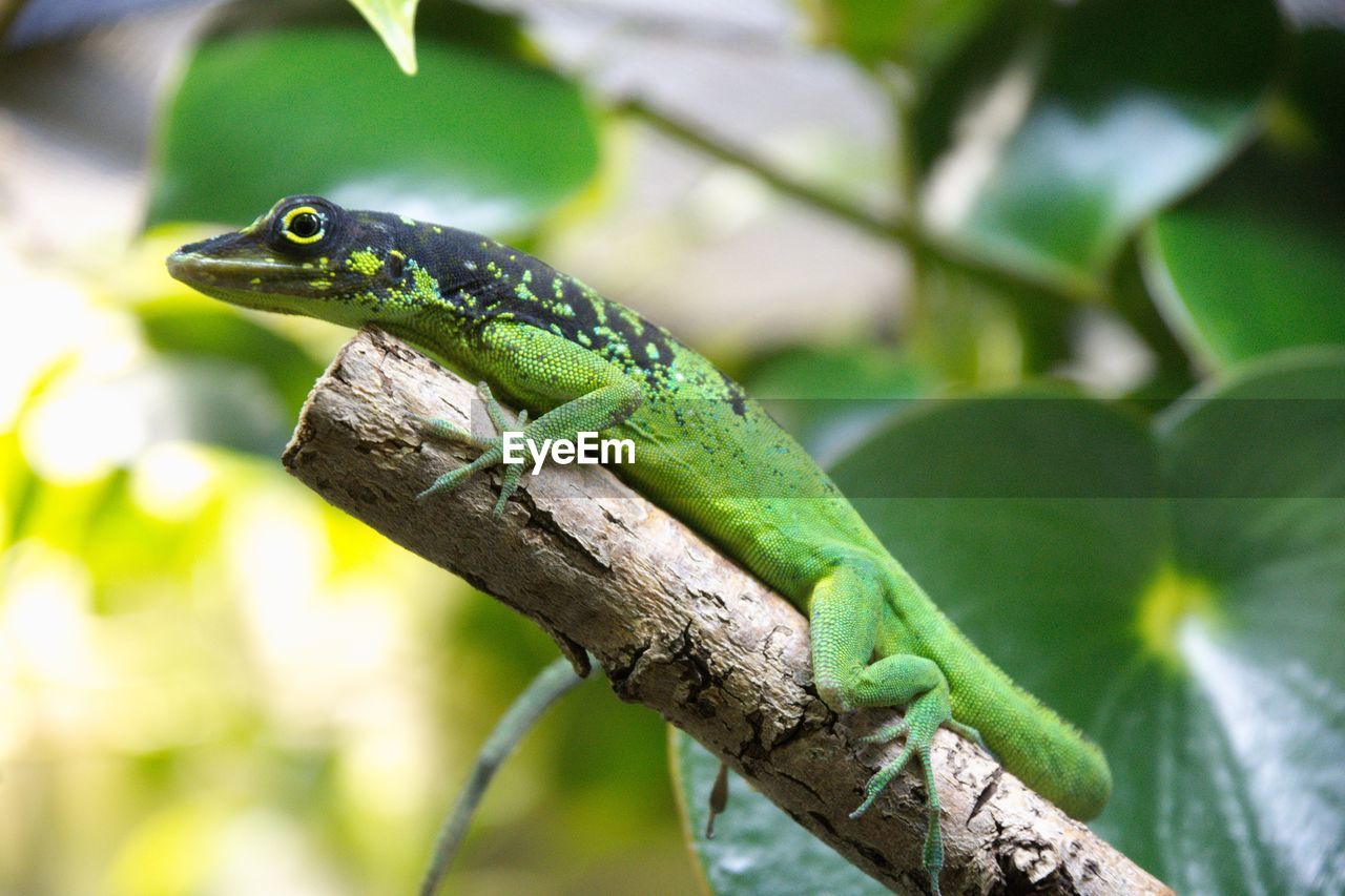 animal themes, animal, animal wildlife, one animal, reptile, lizard, green, wildlife, tree, anole, branch, plant, nature, chameleon, no people, environment, common chameleon, plant part, wall lizard, leaf, outdoors, close-up, animal body part, forest, camouflage, travel destinations, day, tropical climate