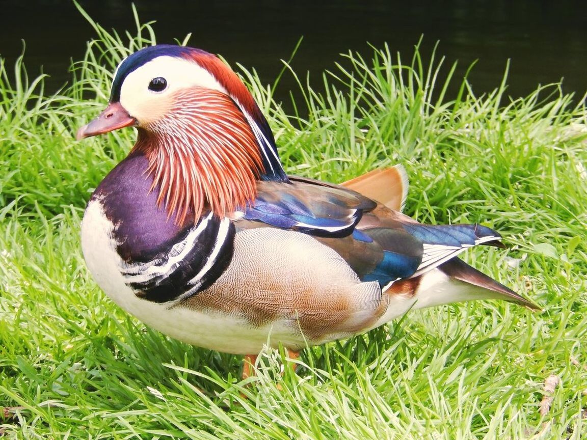 VIEW OF BIRDS ON GRASSY FIELD