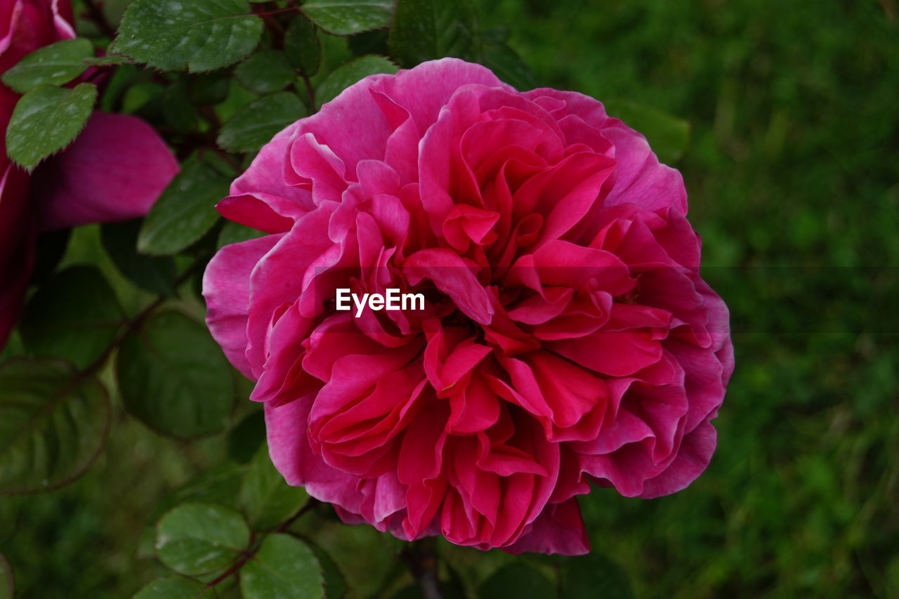 CLOSE-UP OF FRESH PINK DAHLIA ROSE