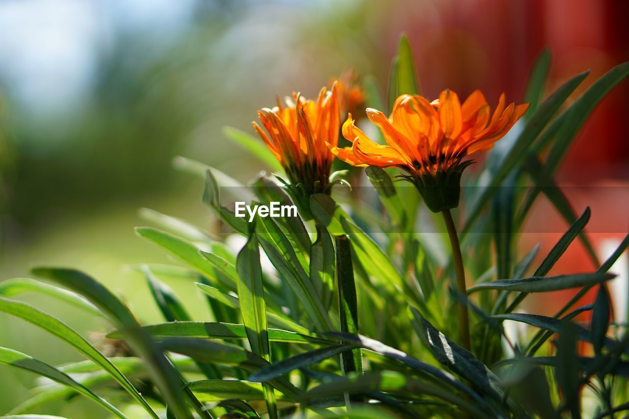 Close-up of orange flowering plant