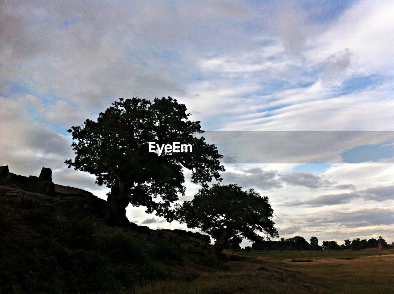 TREES ON FIELD AGAINST CLOUDY SKY