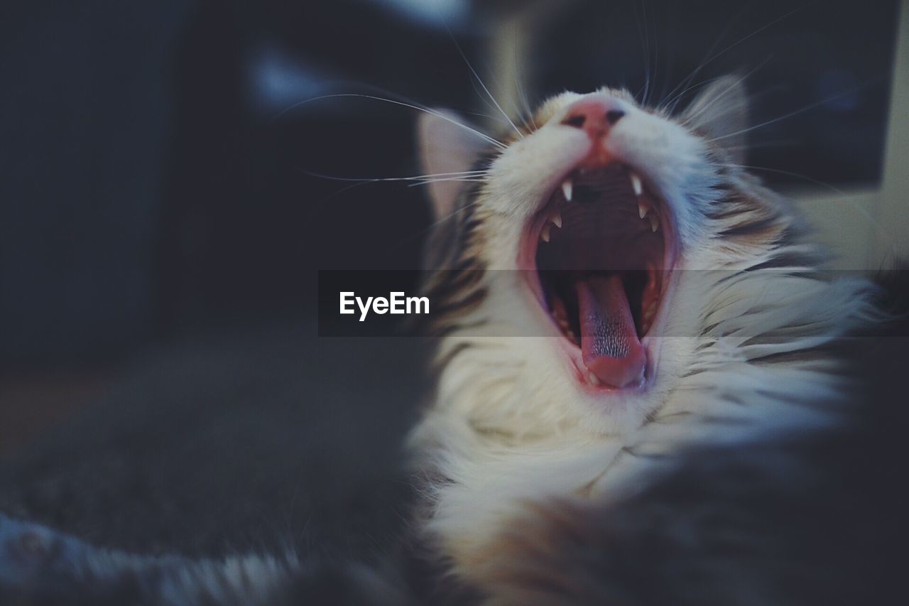 Close-up of cat yawning