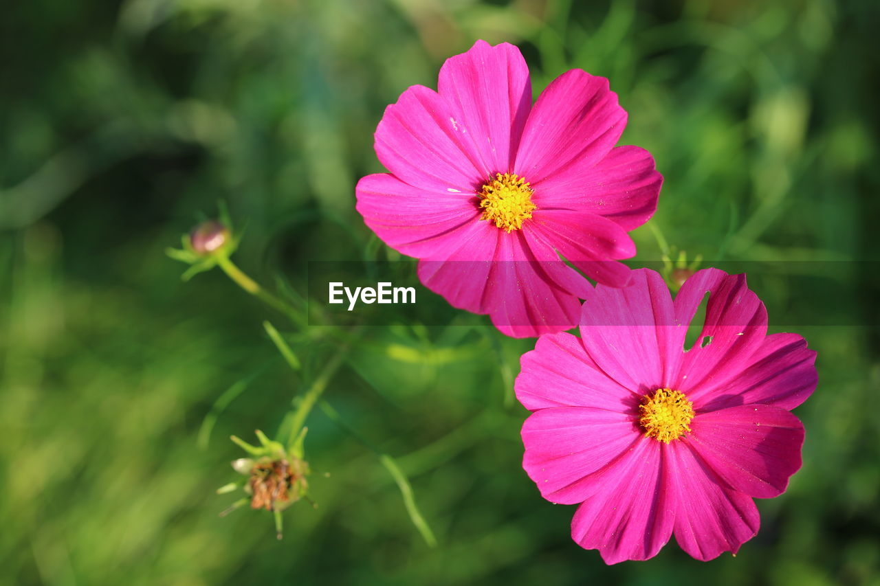 Close-up of pink flowering plants