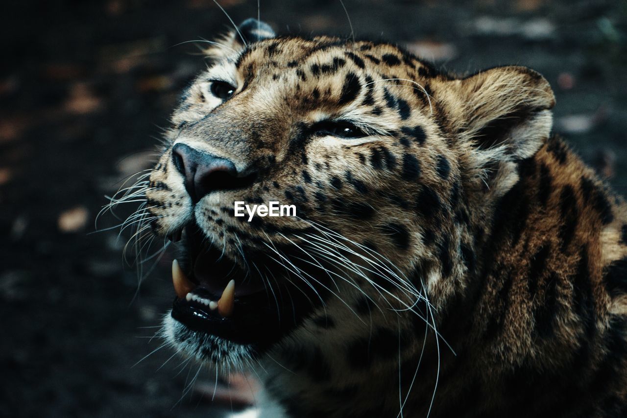 Close-up of a leopard looking away