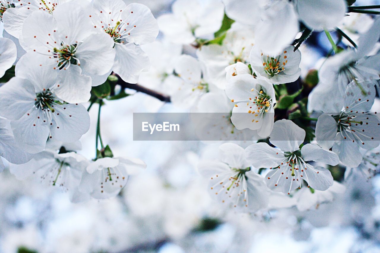 Close-up of cherry blossoms at park