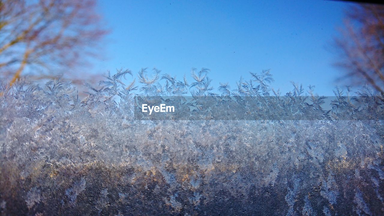 CLOSE-UP OF FROZEN PLANTS AGAINST SKY