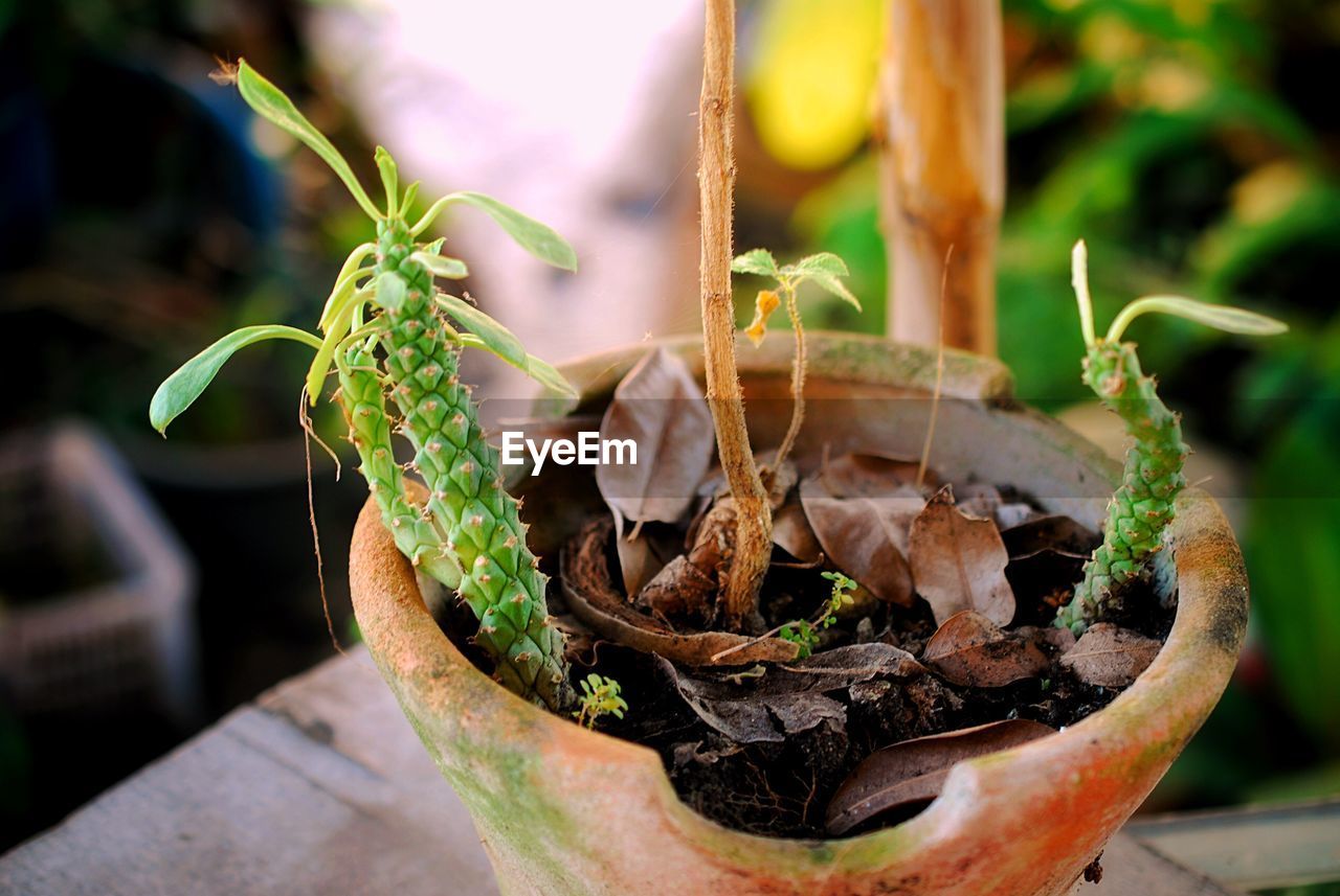 CLOSE-UP OF POTTED PLANT AGAINST BLURRED BACKGROUND