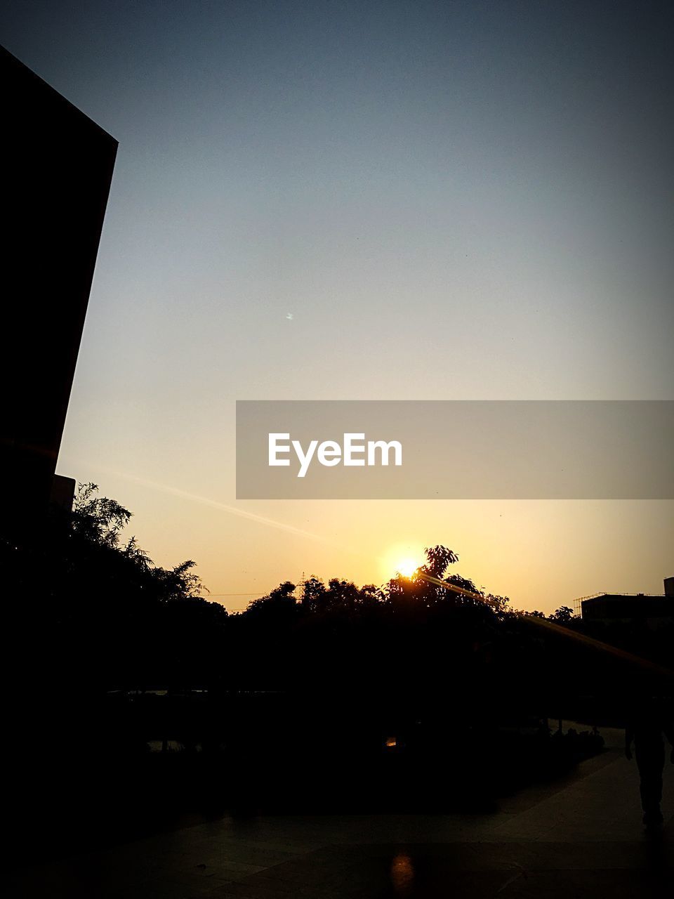 SILHOUETTE OF TREES AT SUNSET
