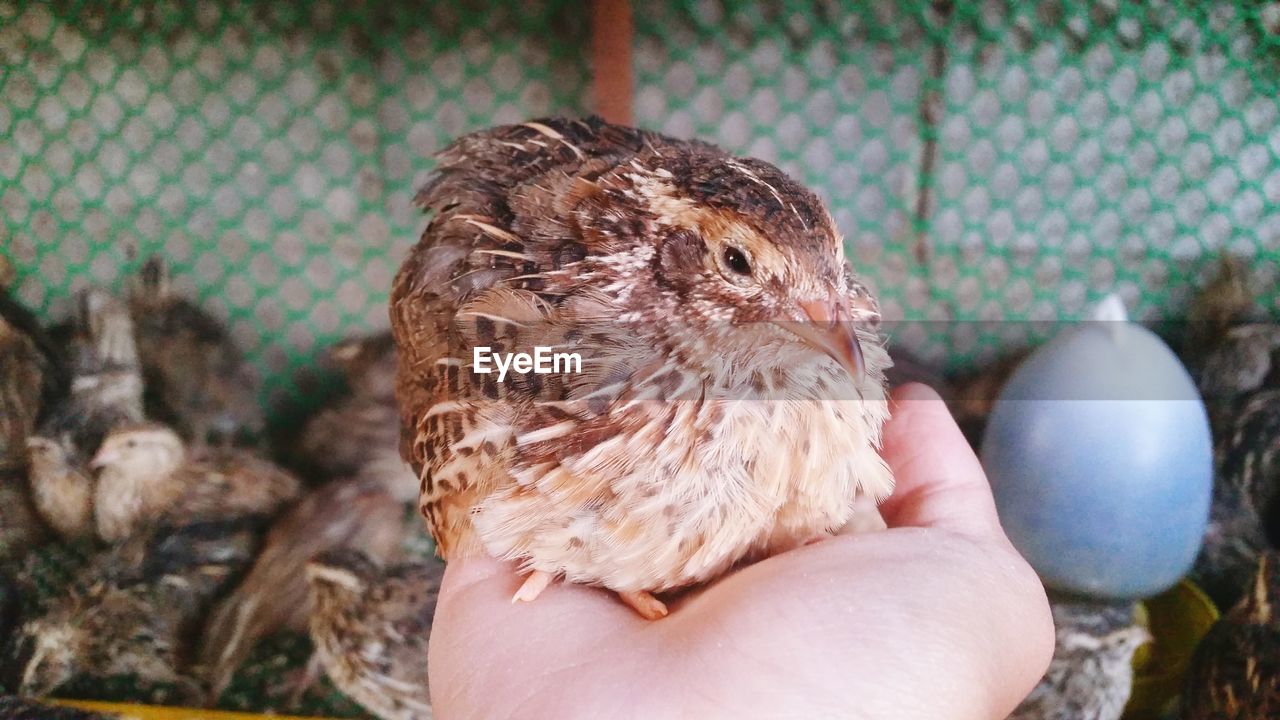 CLOSE-UP OF HAND HOLDING BIRDS