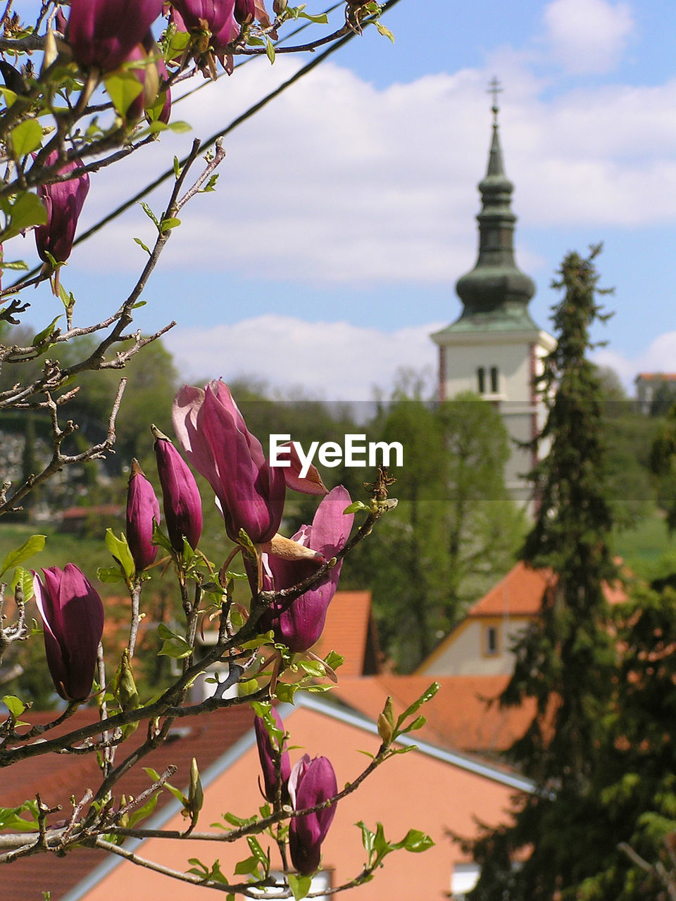 FLOWERS AGAINST BUILT STRUCTURE