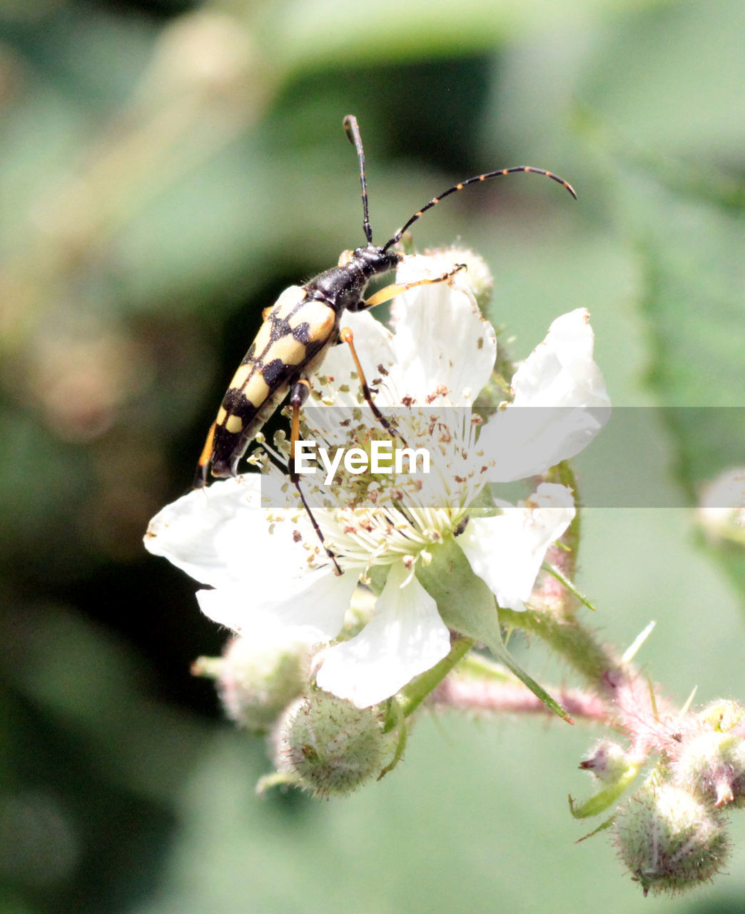 CLOSE-UP OF INSECT ON WHITE FLOWERS