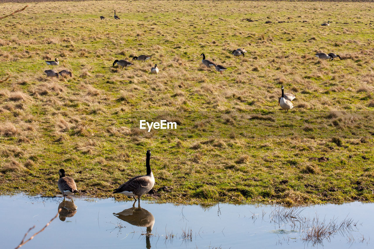 DUCKS IN A WATER