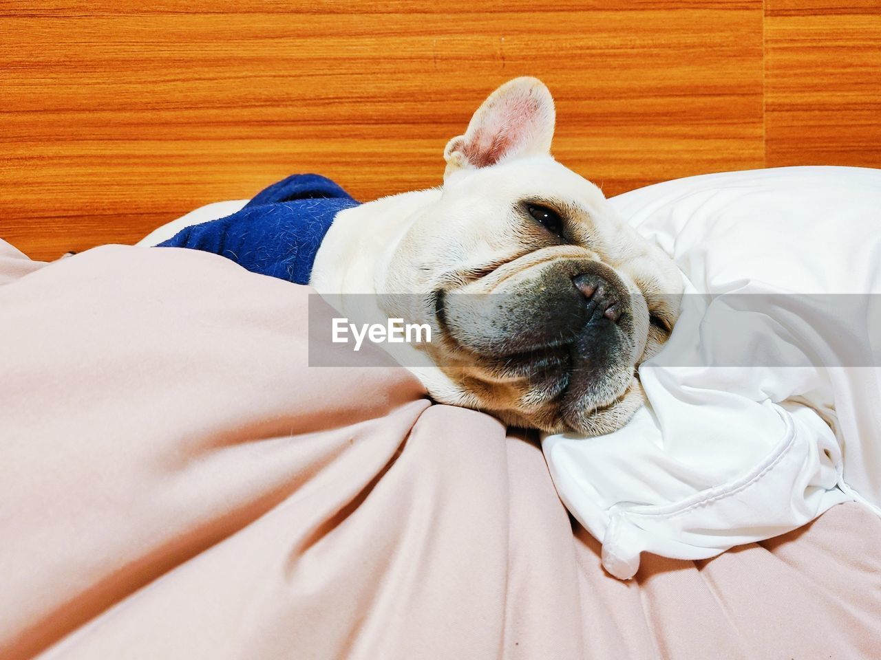 pet, one animal, animal themes, animal, dog, bulldog, mammal, domestic animals, canine, indoors, furniture, bed, french bulldog, relaxation, lying down, bedroom, lap dog, no people, white, sleeping, resting, high angle view, domestic room, portrait, home interior, animal head, animal body part