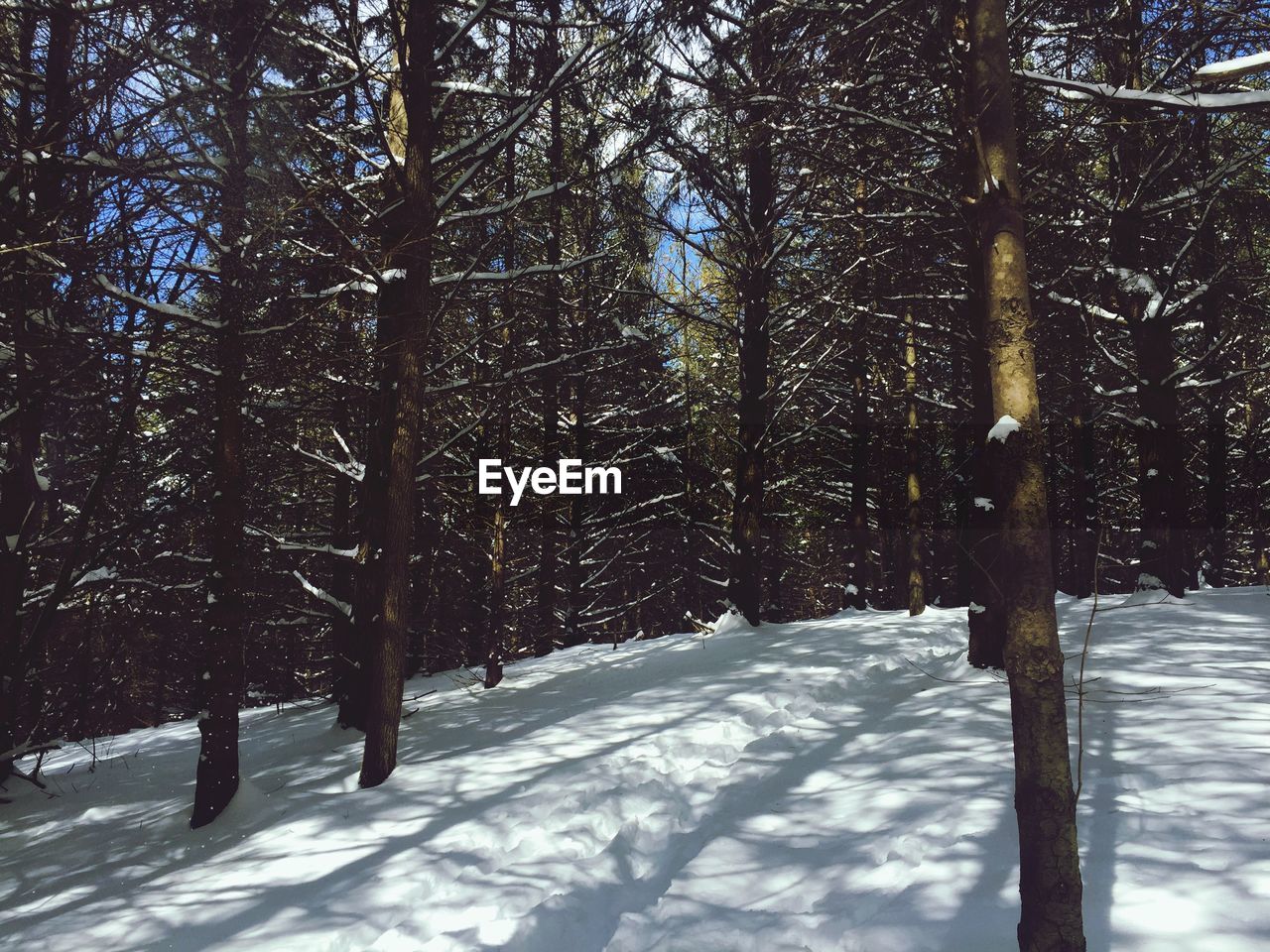 SNOW COVERED ROAD ALONG TREES