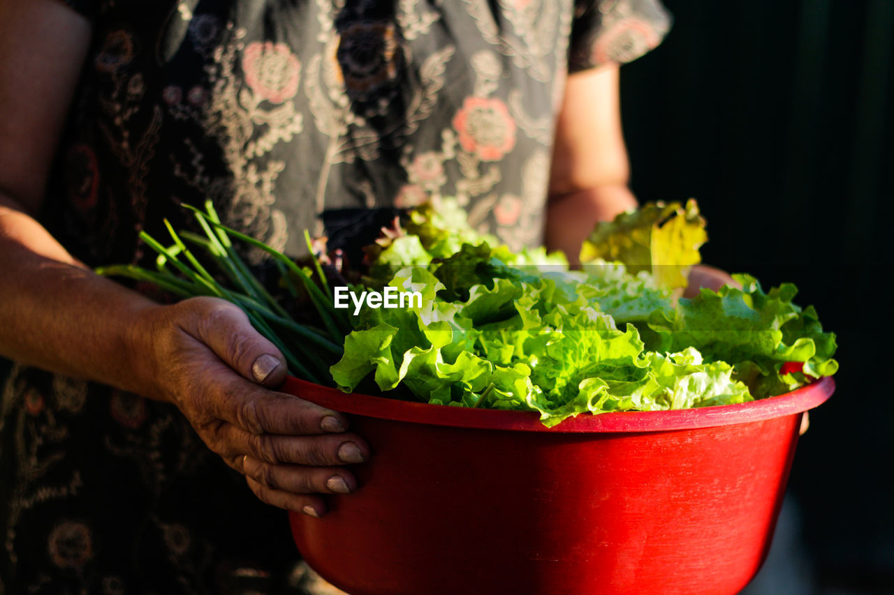 Womans hands holding a bowl full of fresh seasonal vegetable. farmer holding basket of vegetable diy 