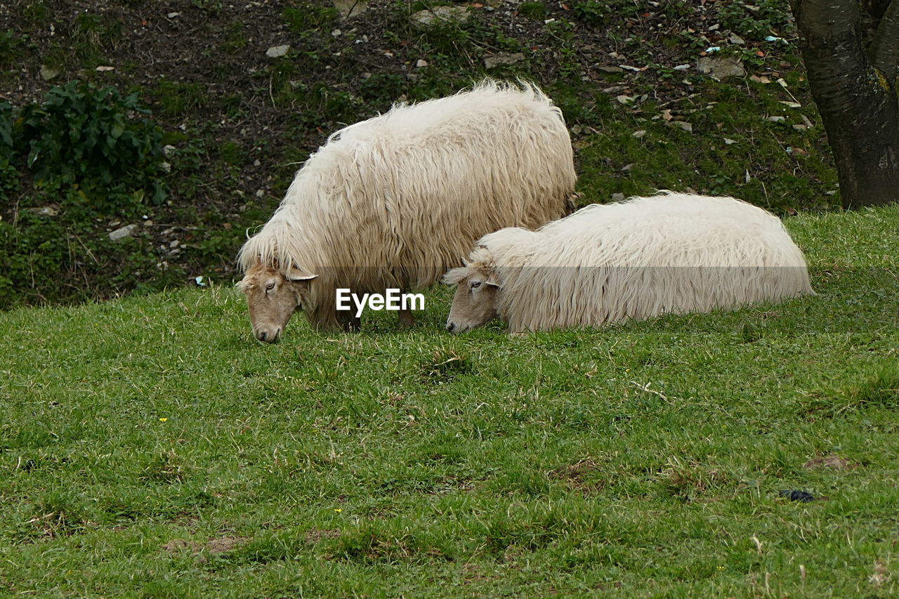 SHEEP ON GRASS