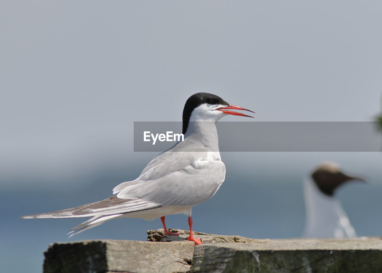 SEAGULL PERCHING ON WOODEN POST AGAINST SKY