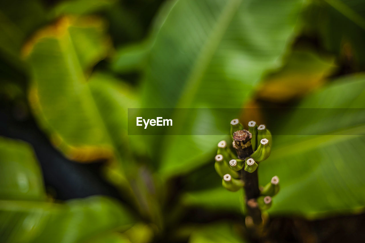 Close-up of banana buds