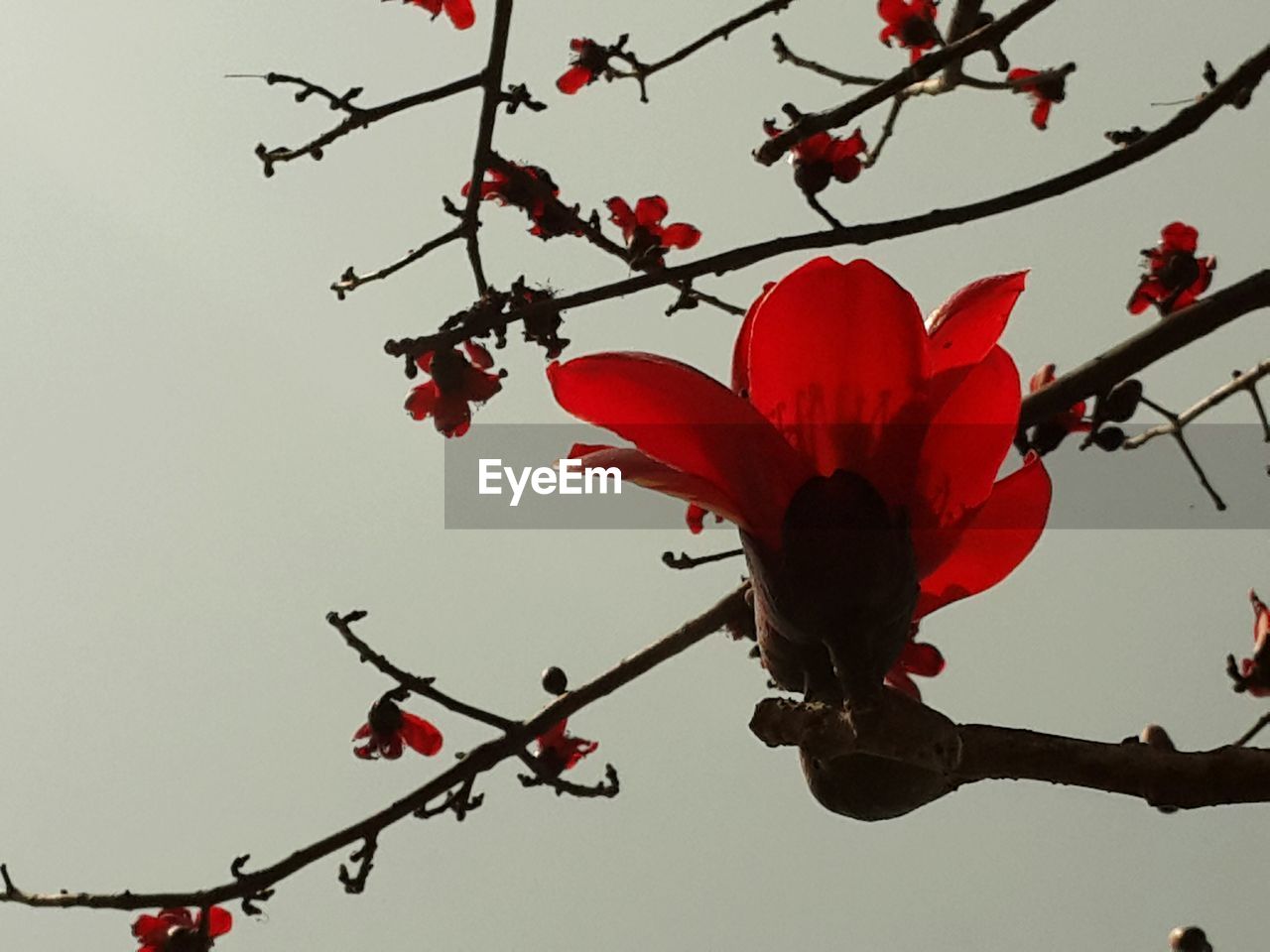 LOW ANGLE VIEW OF TREE