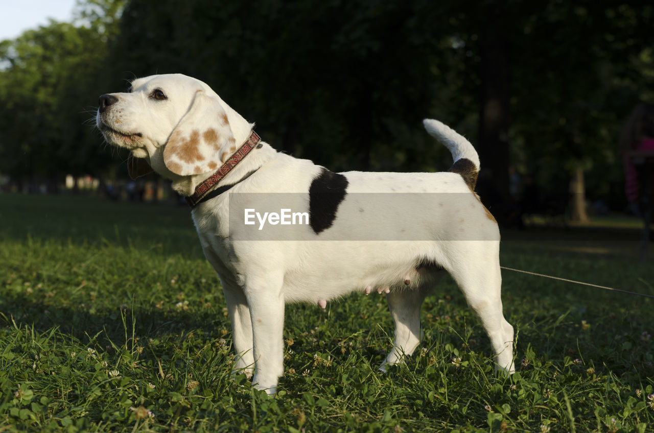 Close-up of dog standing on grass