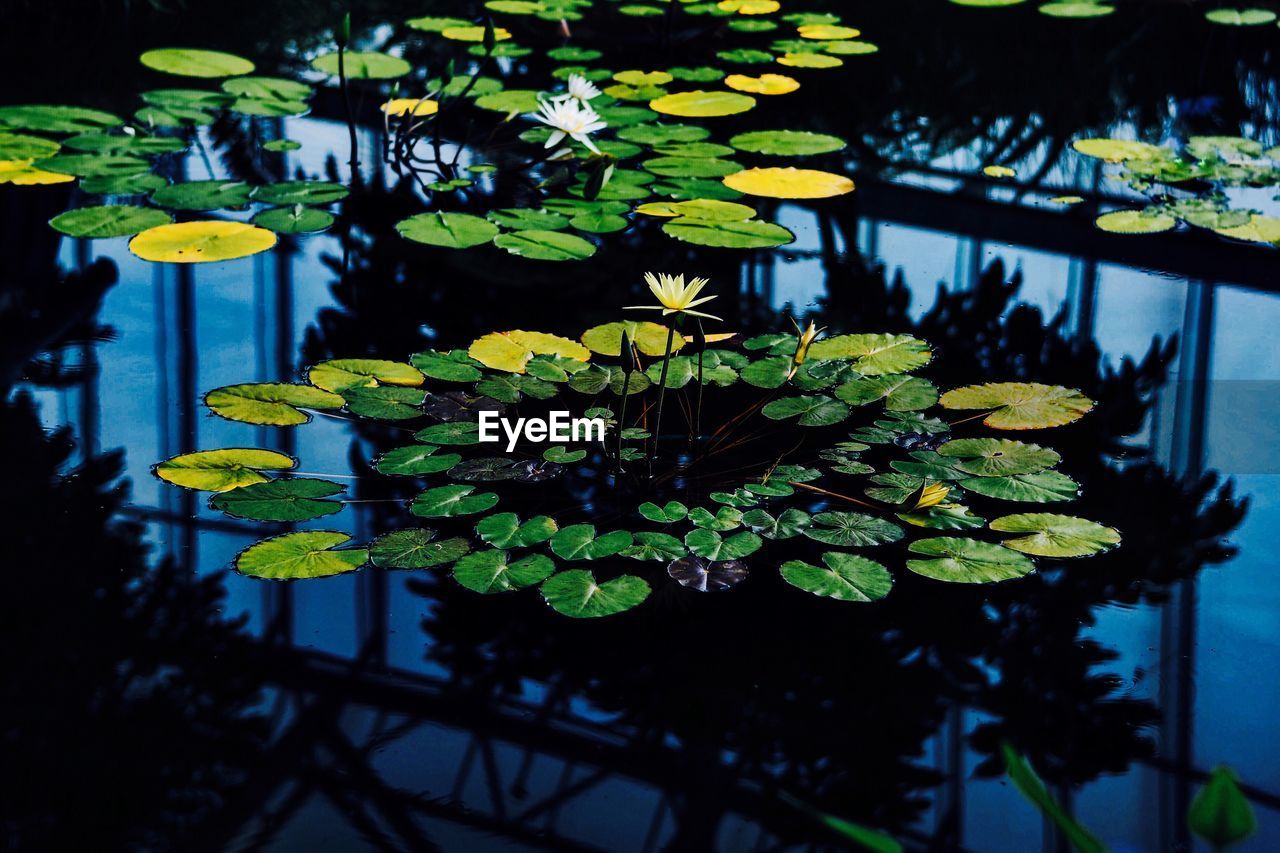 Close-up of lotus water lily in pond