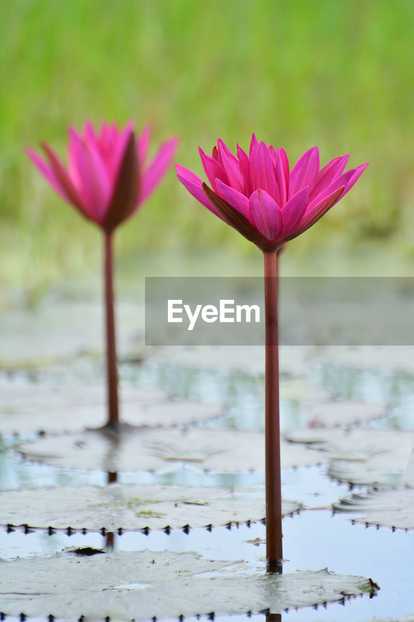 Close-up of pink water lily in lake