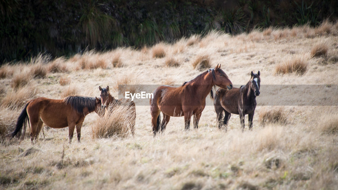 HORSES STANDING IN THE FIELD