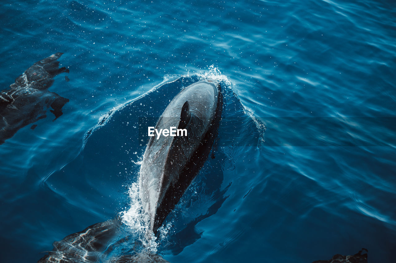 Spotted dolphins, stenella frontalis, in crystal clear madeira island waters