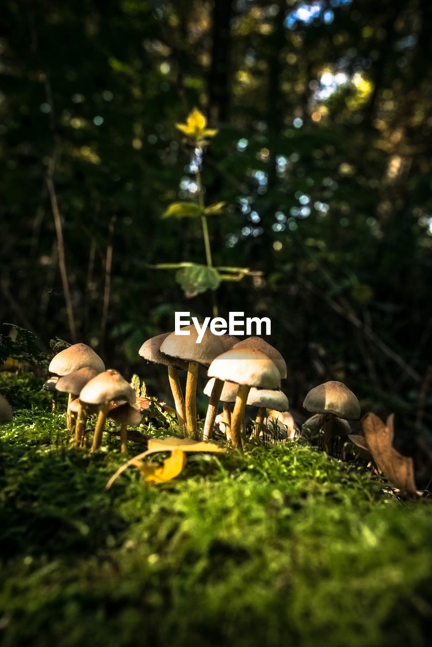 MUSHROOMS ON FIELD IN FOREST