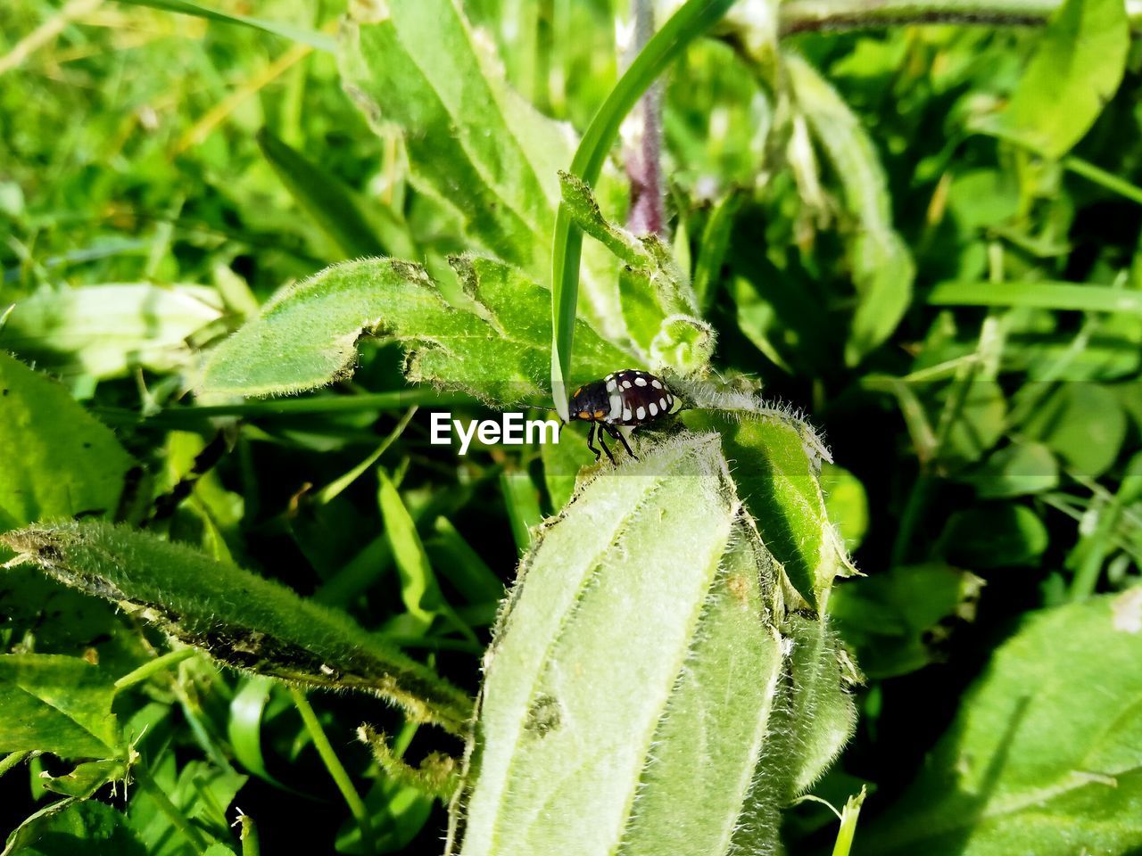 Insect on plants