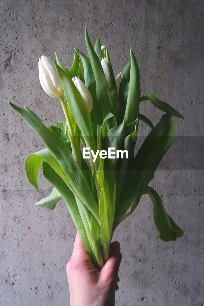 Human hand holding bunch of white tulips
