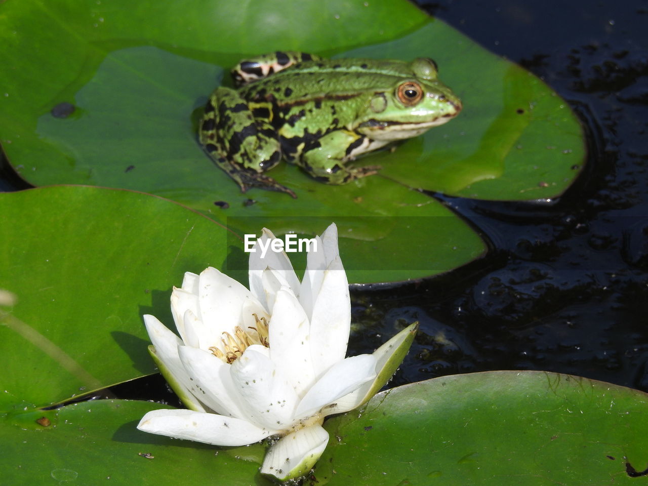 WATER LILY IN LAKE