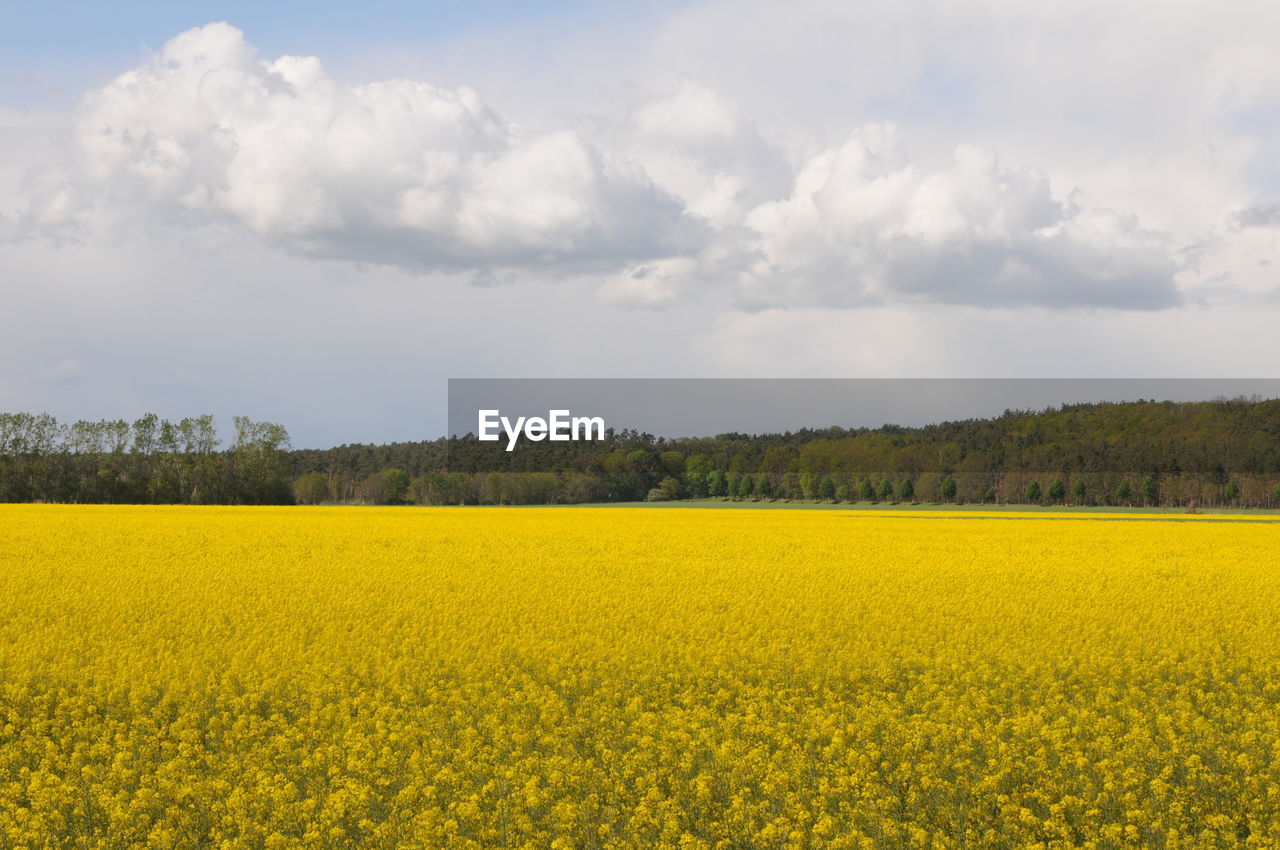 Scenic view of oilseed rape field against sky