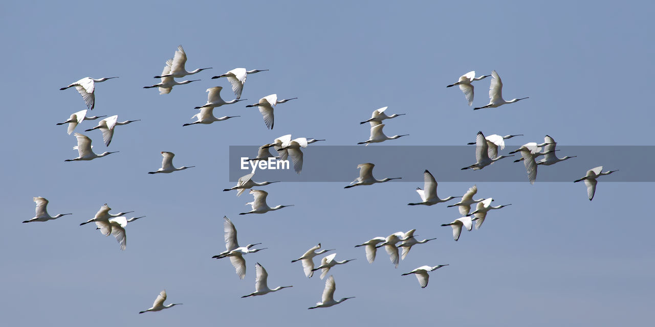 Low angle view of spoonbill birds flying in sky