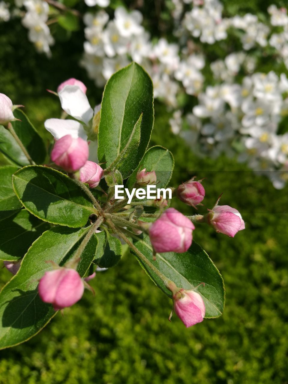 CLOSE-UP OF PINK FLOWERING PLANT WITH RED LEAVES