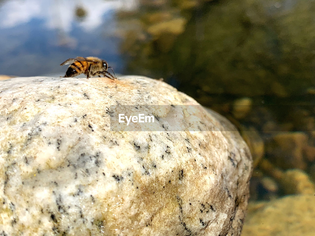 Close-up of bee on rock