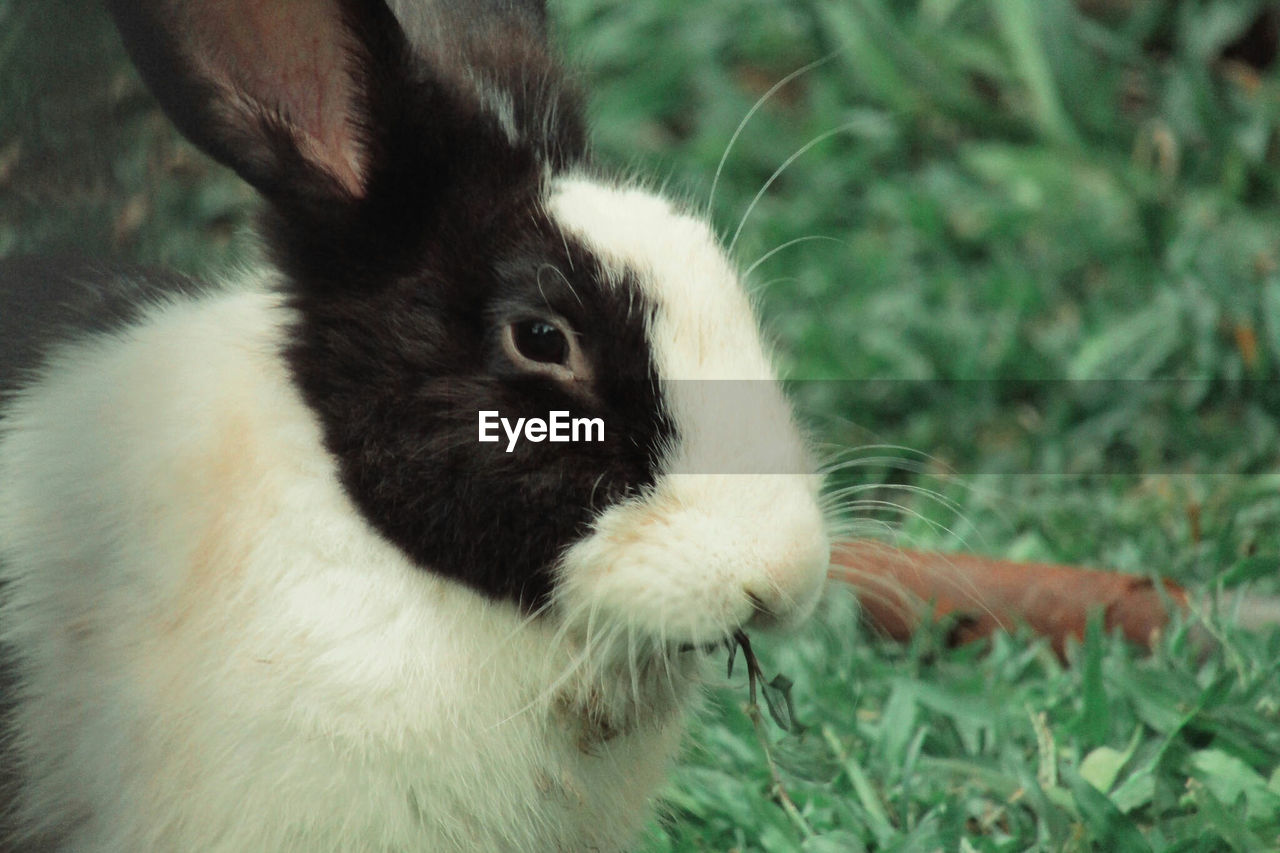 Close-up of rabbit eating grass