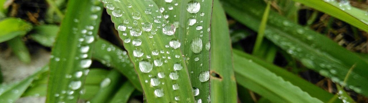 CLOSE-UP OF INSECT ON PLANT