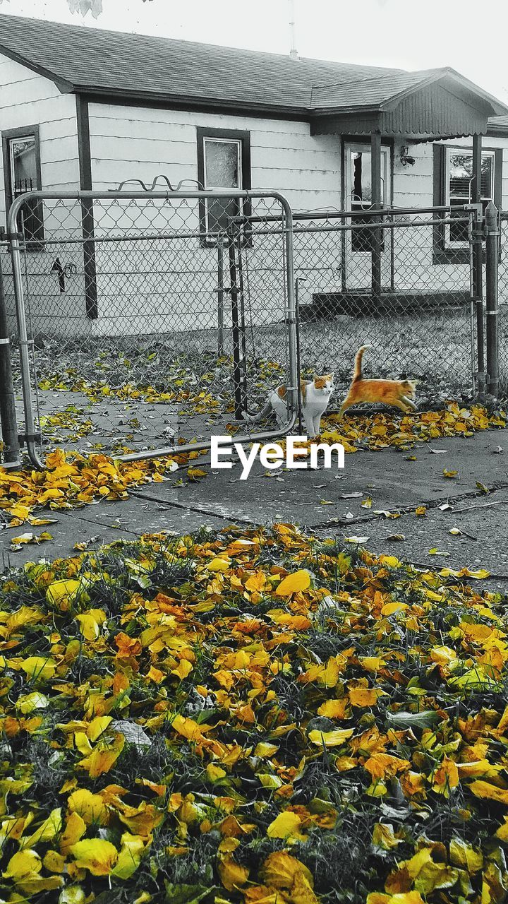 YELLOW FLOWERS IN PARK