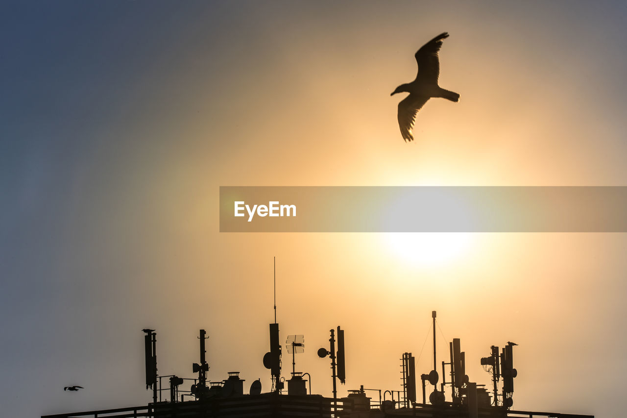 LOW ANGLE VIEW OF SILHOUETTE BIRDS FLYING AGAINST SKY
